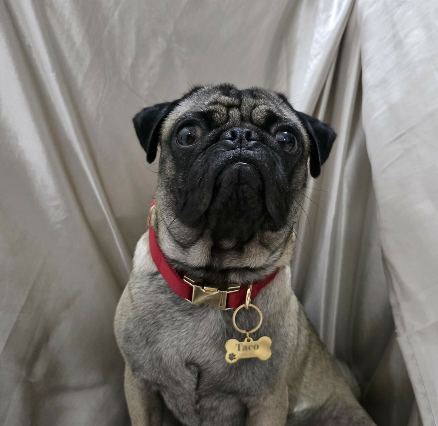 COLLAR PARA PERRO MC10
